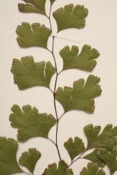 Adiantum capillus-veneris. Close up of WELT P027345 showing glabrous lamina segments and oblong “indusia” extending laterally along lamina margin.
 Image: B. Hatton © Te Papa CC BY-NC 3.0 NZ